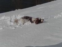 Maigen der Schneepflug